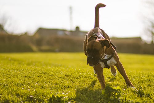 Free stock photo of depth of field, dog, dog playing