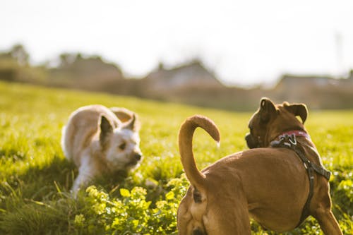 Gratis arkivbilde med dybdeskarphet, gress, hund