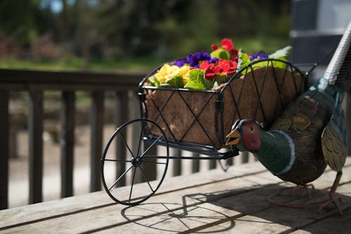 Foto d'estoc gratuïta de flors, ornament, pollastre