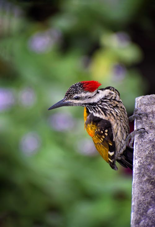 Closeup of graceful common flameback bird with red crest on head sitting on stone border in green park and observing territory