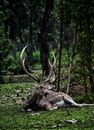 Graceful Axis deer lying on green field in forest