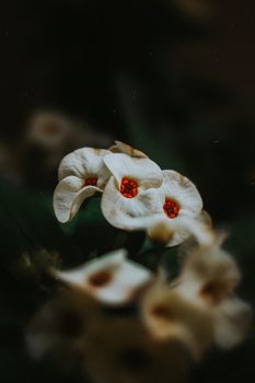特写镜头捕捉到一朵白色大戟花的惊人细节，其生动的红色花心微妙地展现了自然之美