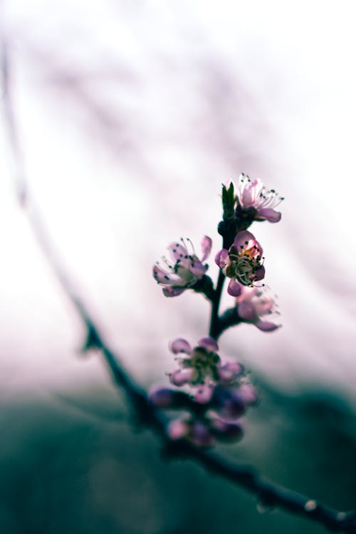 Selective Focus Photo of Small Cherry Blossom Flowers
