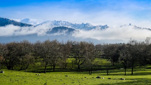 Trees on the Field