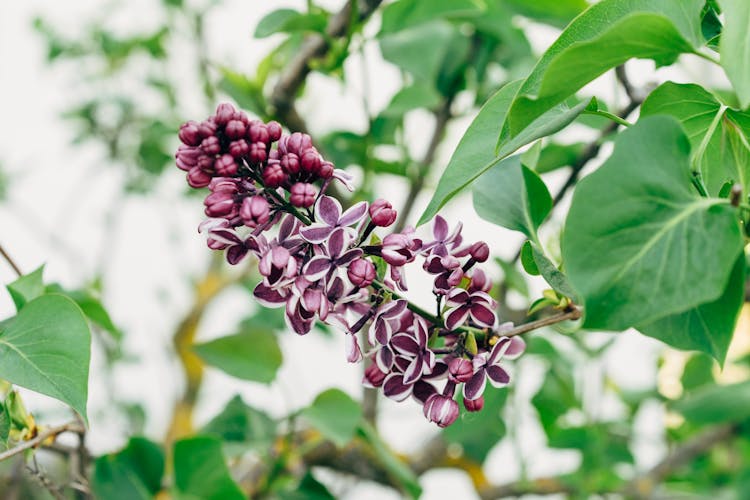 Close-Up Photo Of Purple Butterfly Bush Flowers