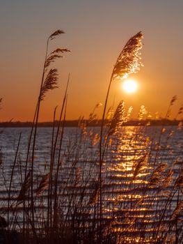 Serene sunset over water with silhouetted grasses in Holbæk, Denmark.