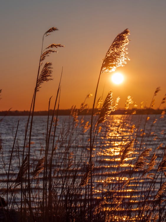 Silhouette of Grasses During Sunset