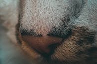 Closeup of hairy nose and whiskers of cute obedient cat with spotted fur