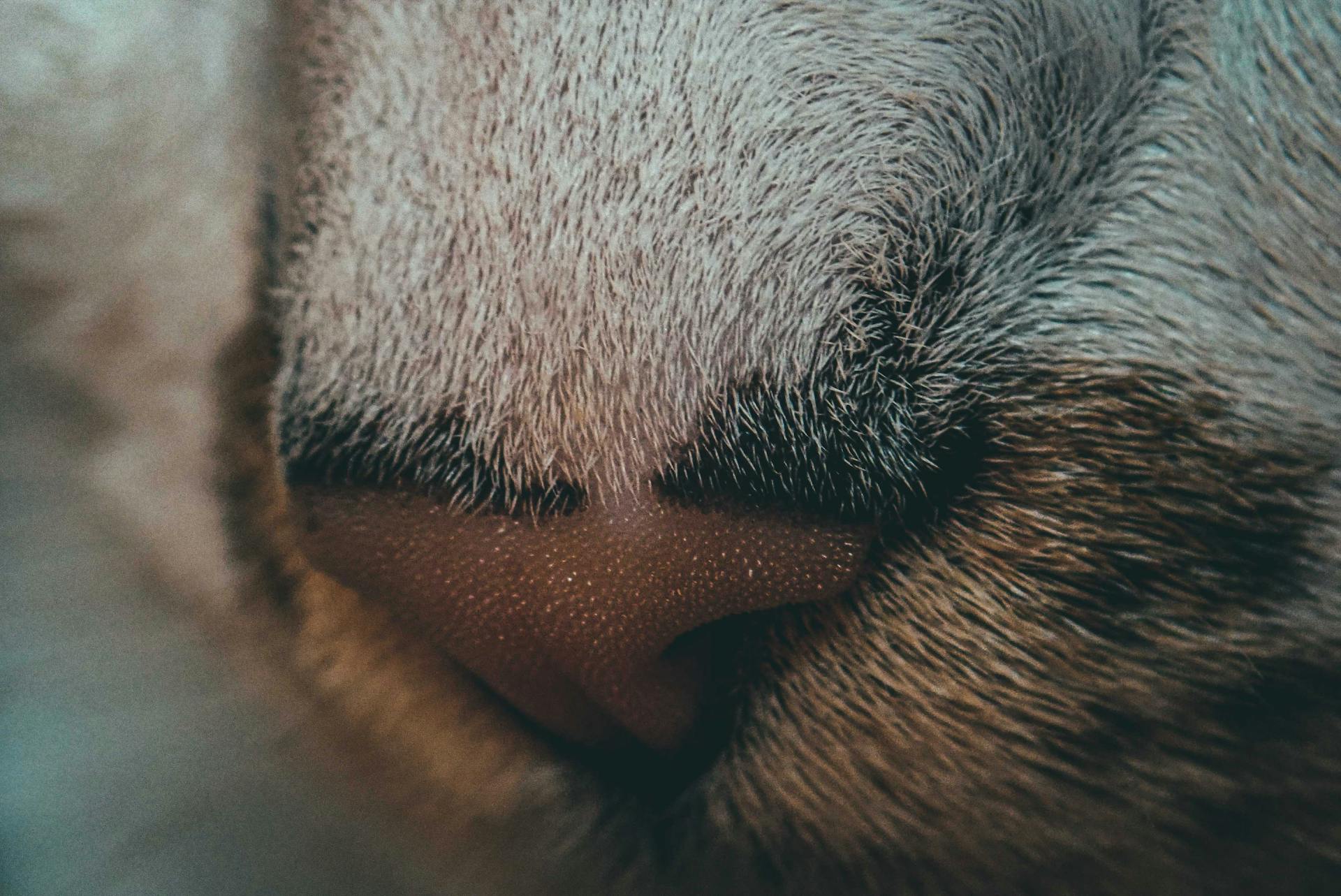 Closeup of hairy nose and whiskers of cute obedient cat with spotted fur