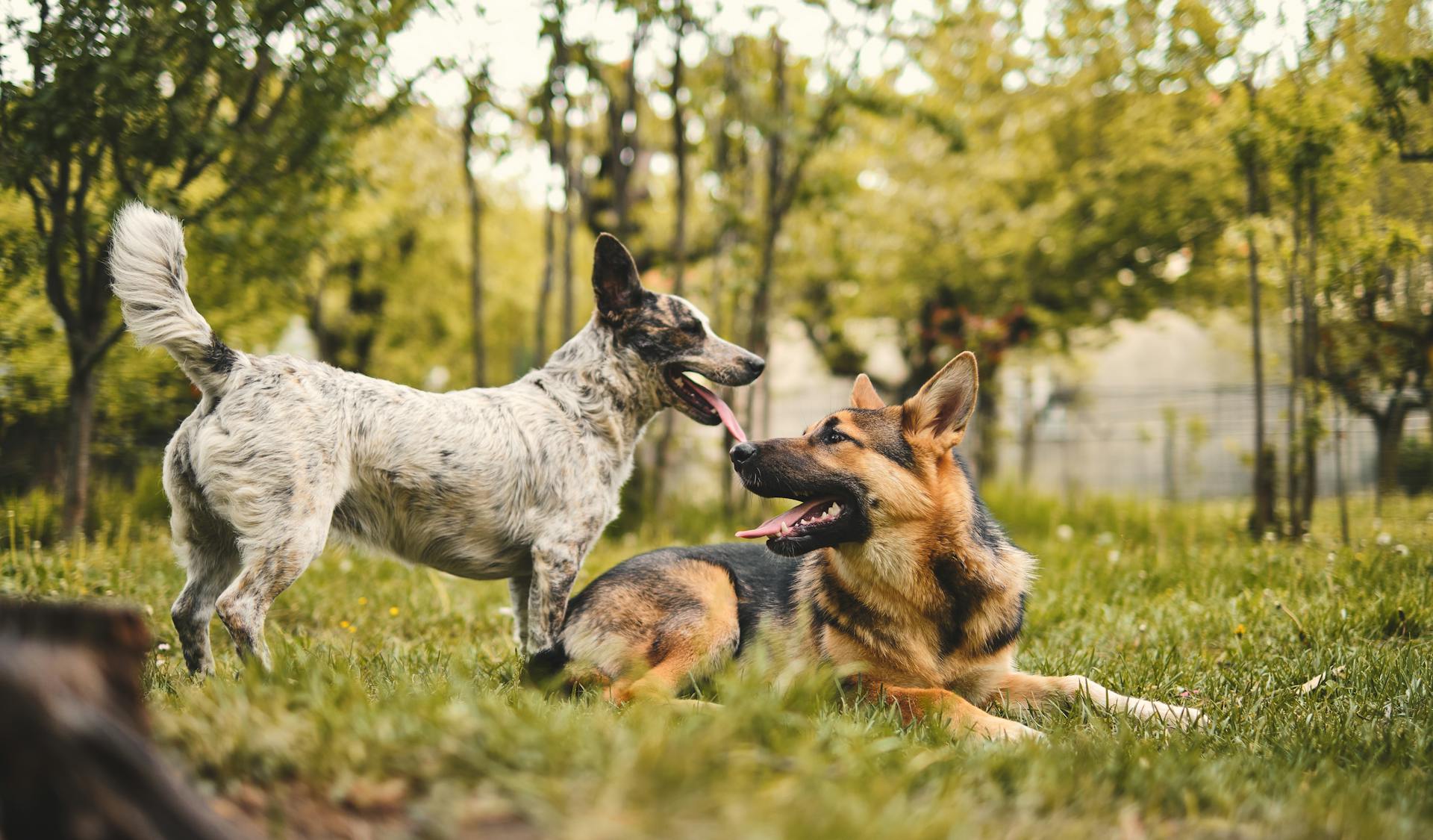 Photo sélective d'un berger allemand avec un chien blanc