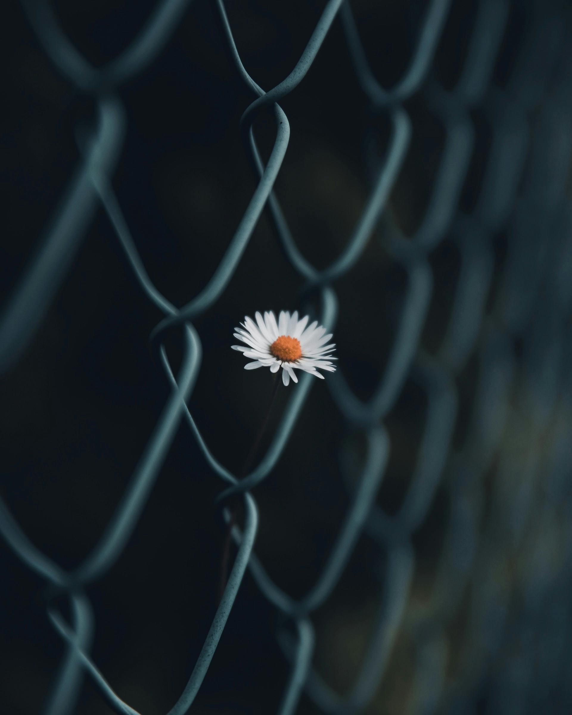 Fence – Flowers Wallpaper Phone –