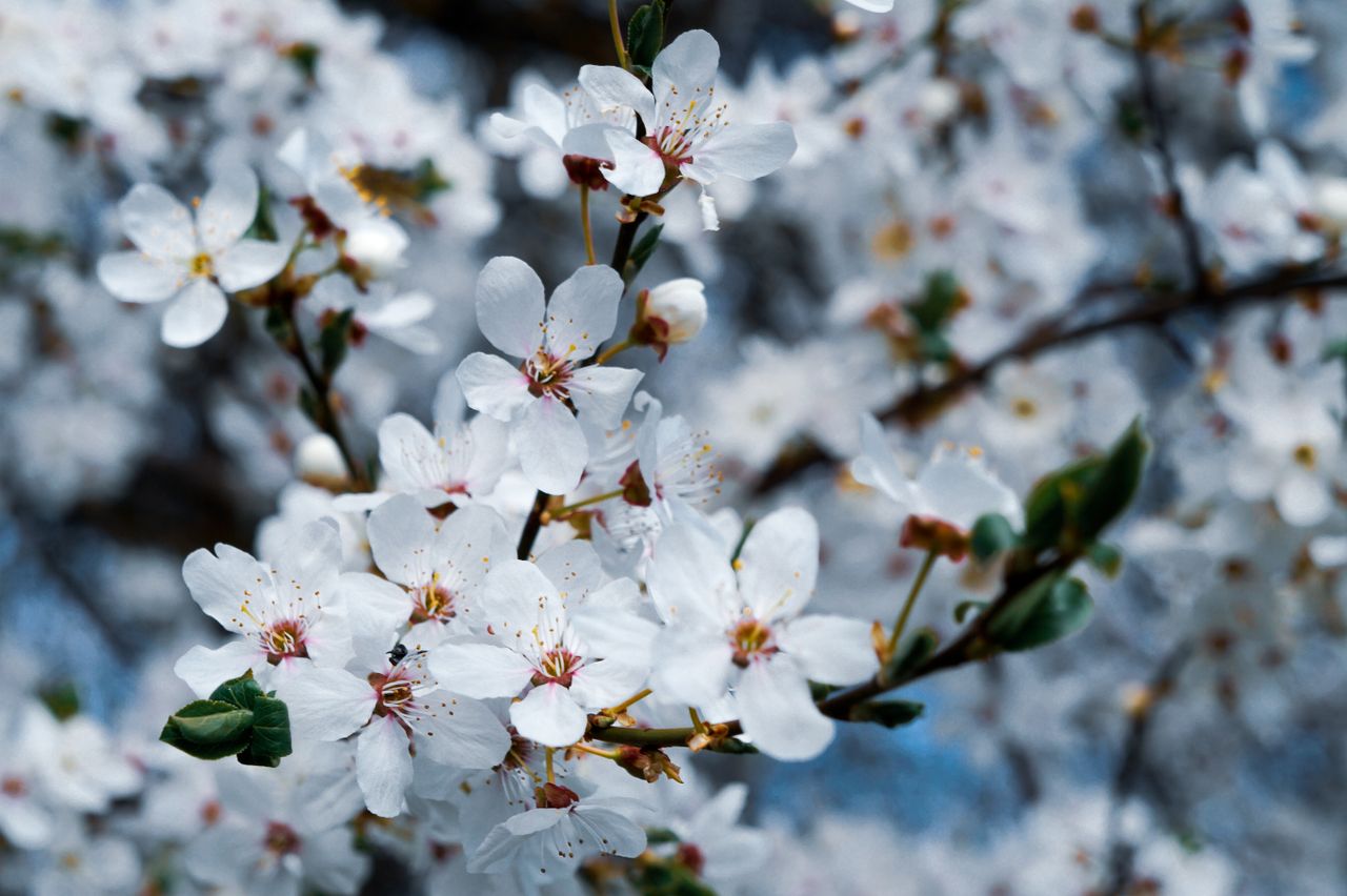 detailed view of delicate white cherry blossoms on branches signaling