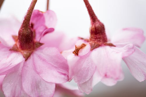 Free Gentle pink flowers on twigs placed upside down Stock Photo