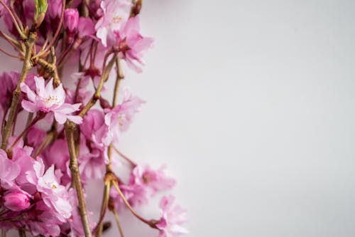 Pink blooming cherry twigs on white table