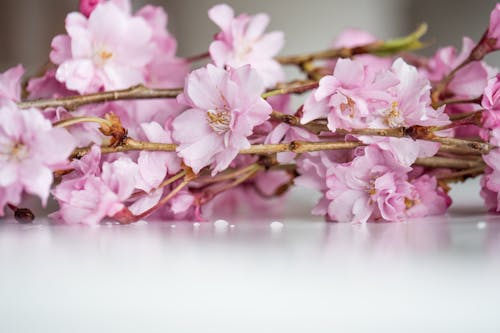 Delicate pink cherry flowers on twigs placed on white table before room decoration
