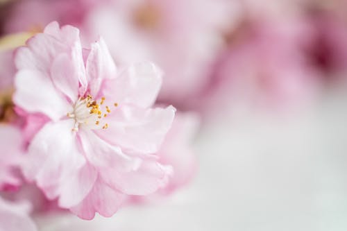 Bunch of light pink cherry flowers on white surface