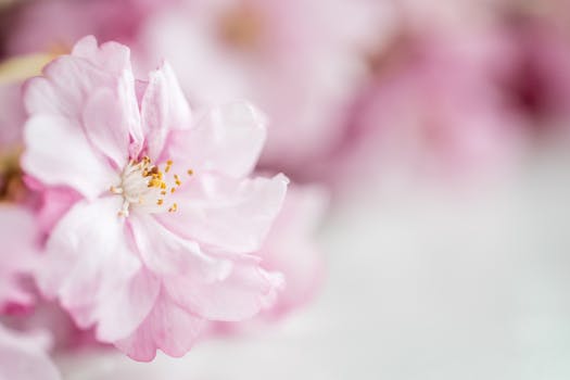 Beautiful pink cherry blossom in soft focus, capturing spring elegance and natural beauty.