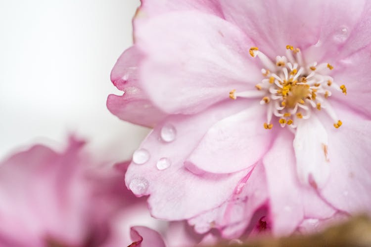 Pink Cherry Flower With Dew On Petals