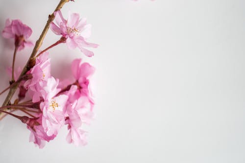 Fragile blooming cherry tree twig on white table