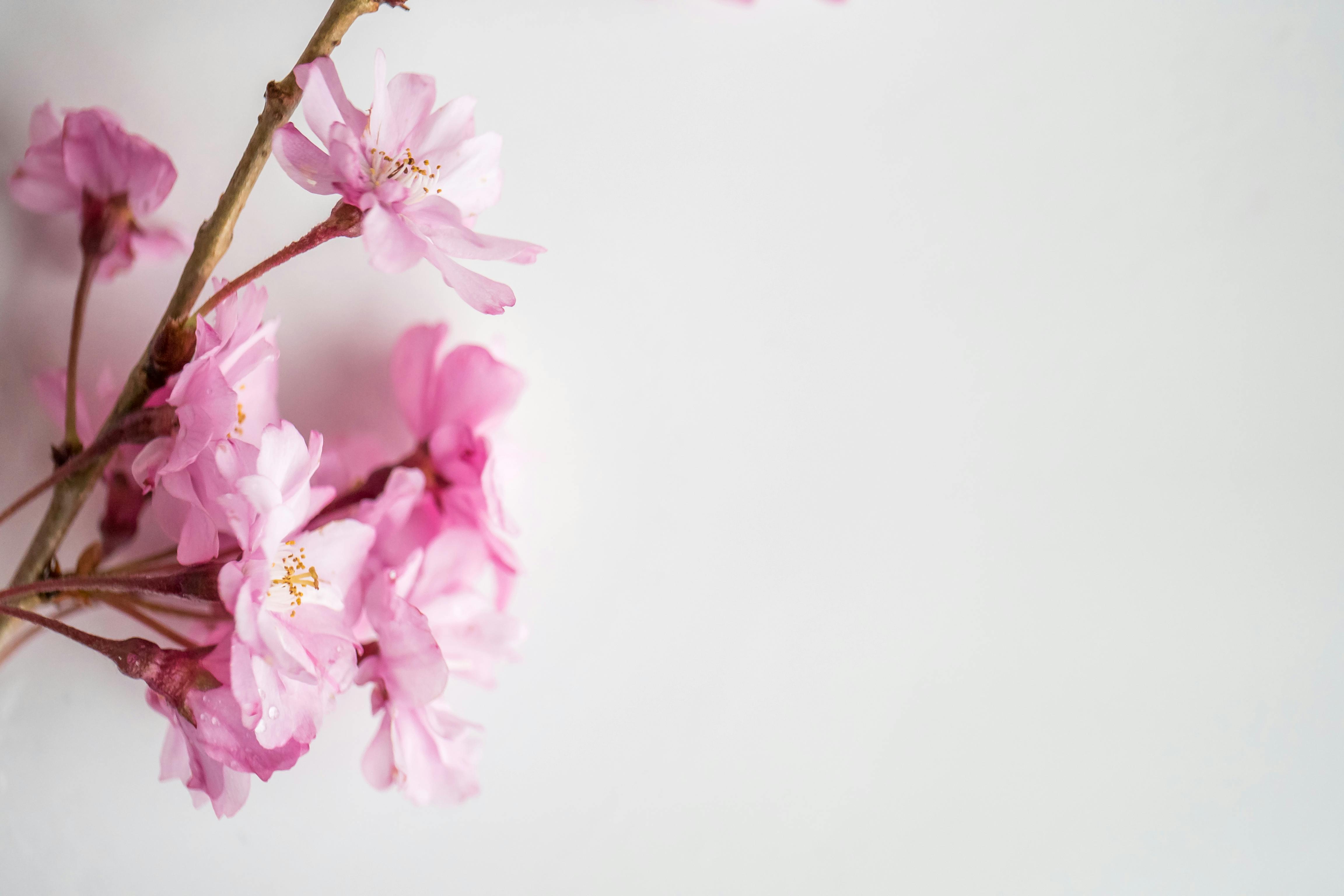Blooming Sakura tree in summer garden · Free Stock Photo