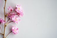 左侧白色平面上，新鲜芳香的樱桃树花朵顶视图，细树枝上点缀着脆弱的浅粉色花瓣