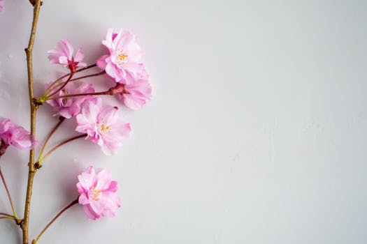 Top view of fresh fragrant cherry tree flowers with fragile light pink petal on thin twig placed on left side of white plain surface