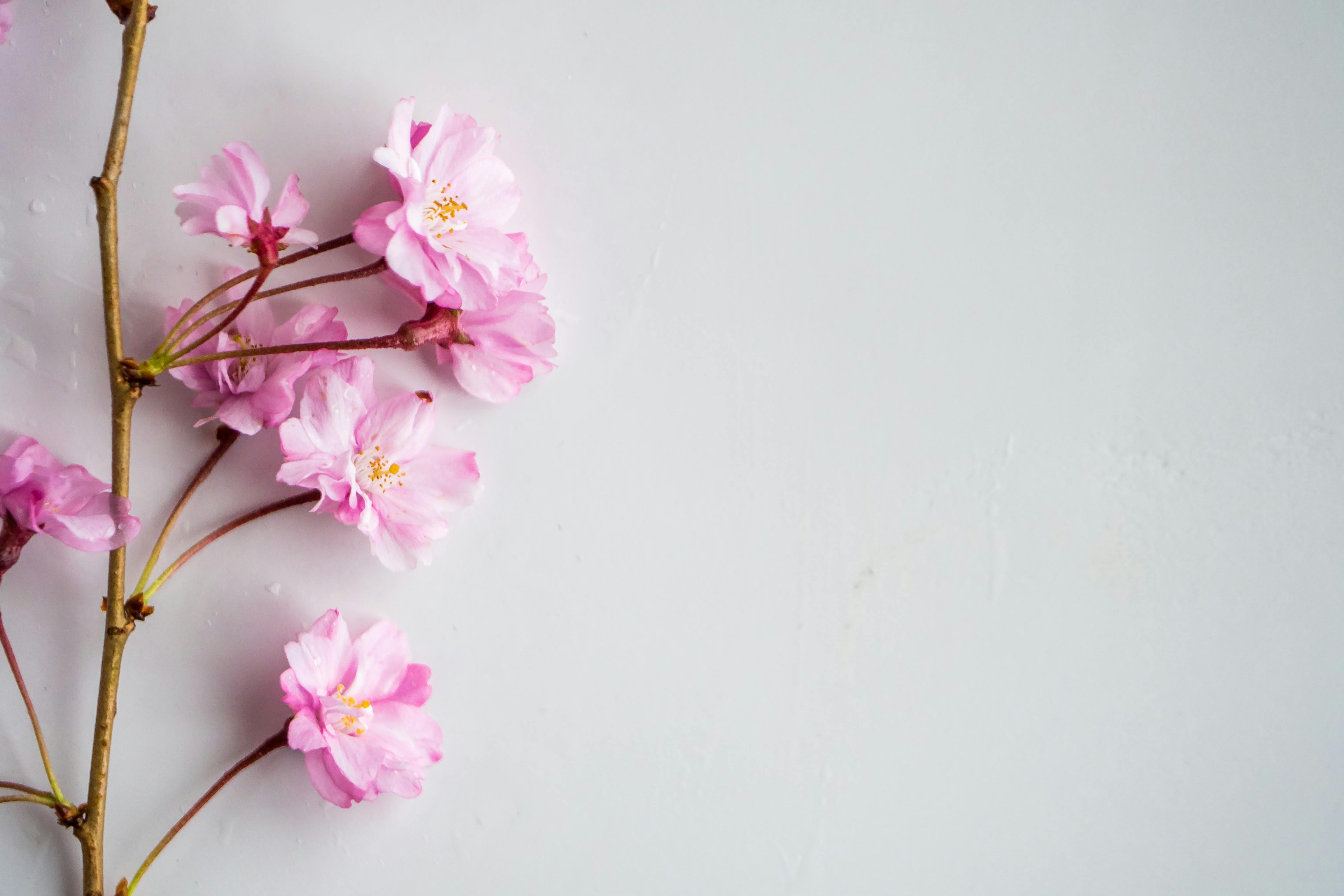 Green Flower Bouquet on White Background · Free Stock Photo