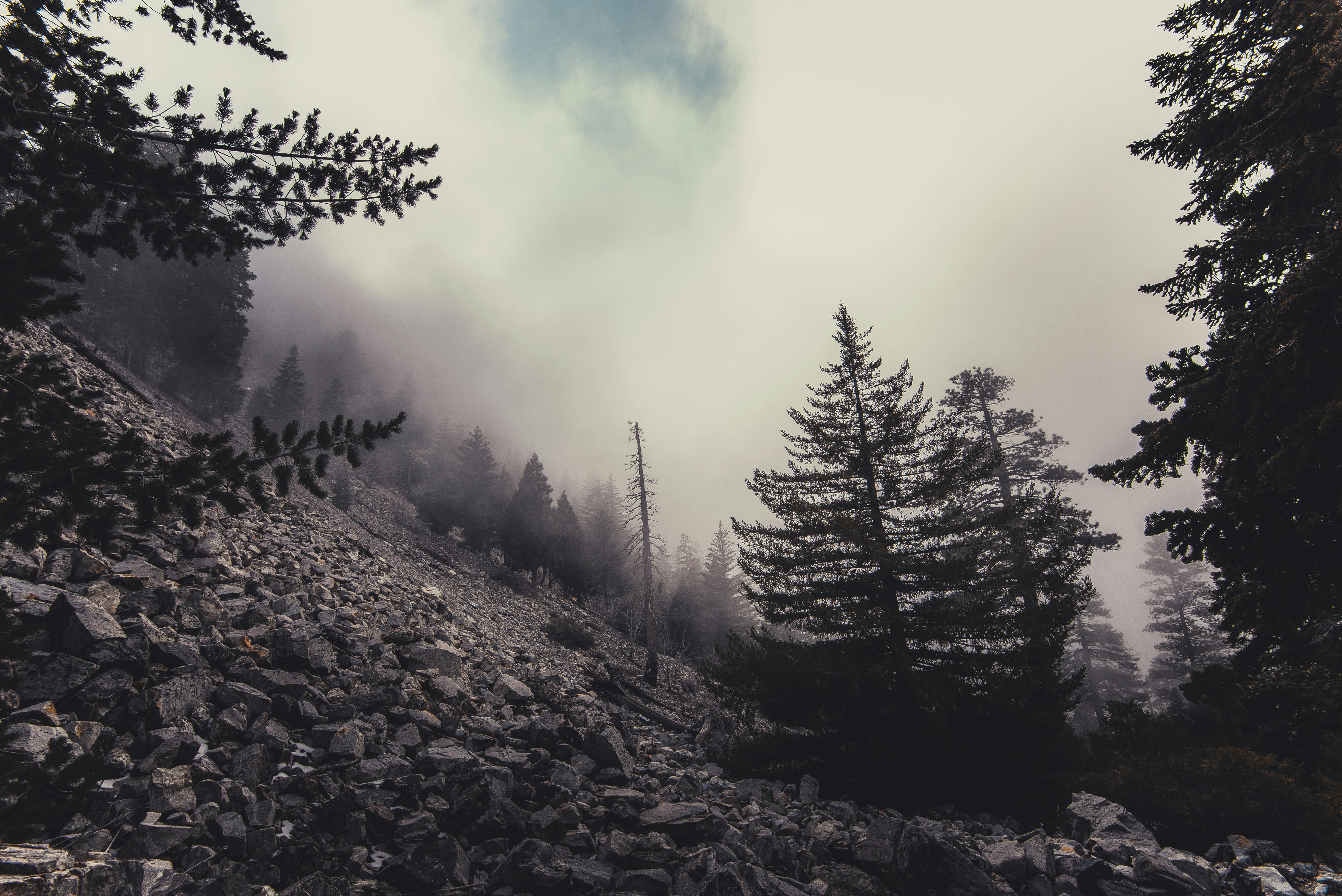 Free stock photo of fog, foggy, forest