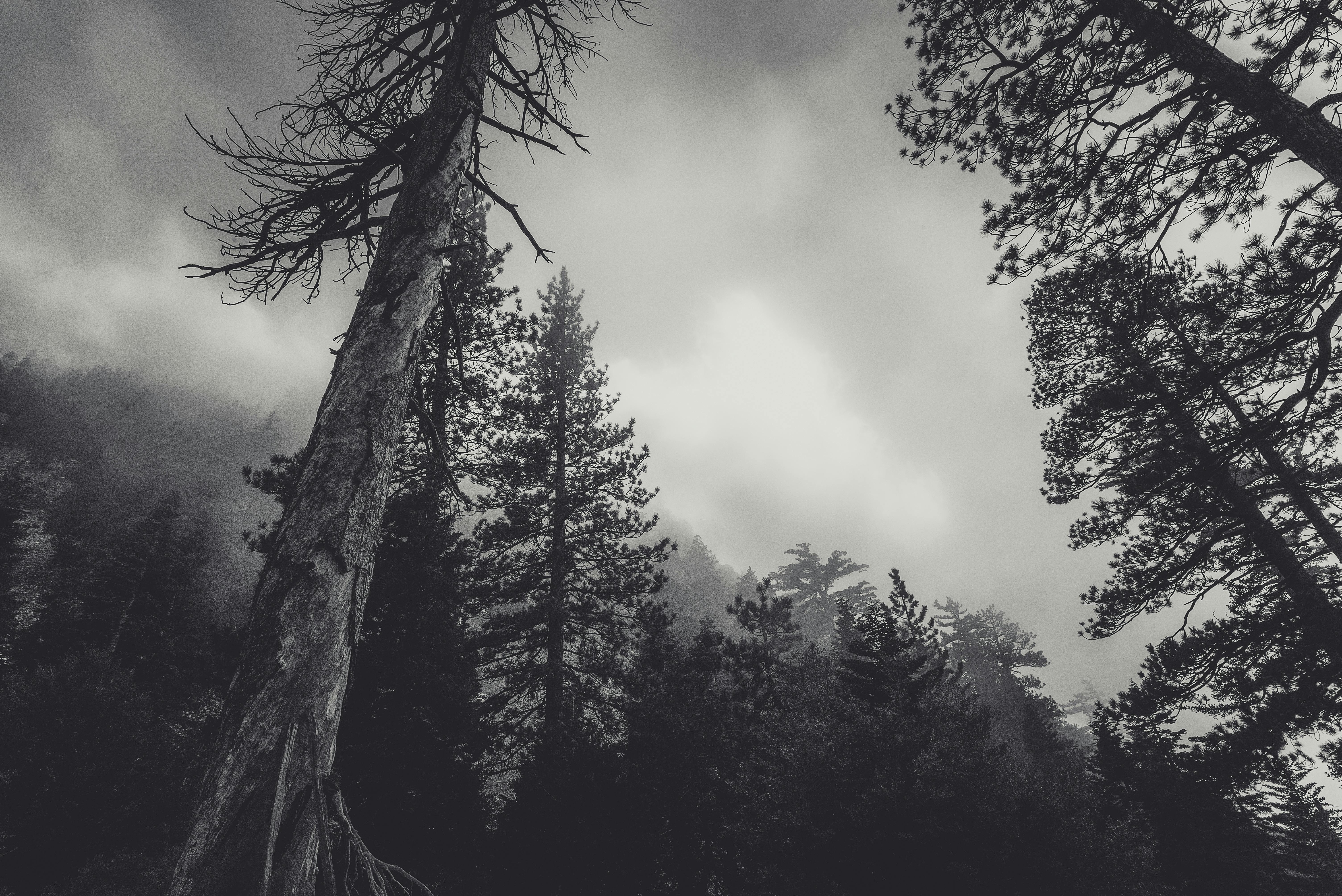 Dark Forest Trees Fog Lake Dark Theme Dark Theme, HD wallpaper | Peakpx