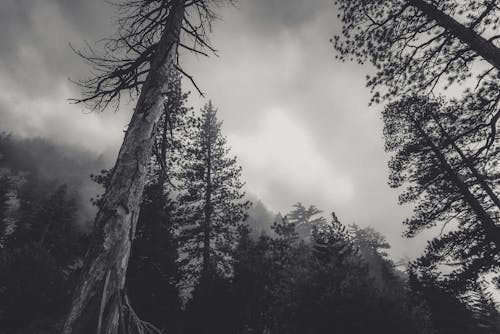 Kostenlos Bäume Unter Bewölktem Himmel Stock-Foto