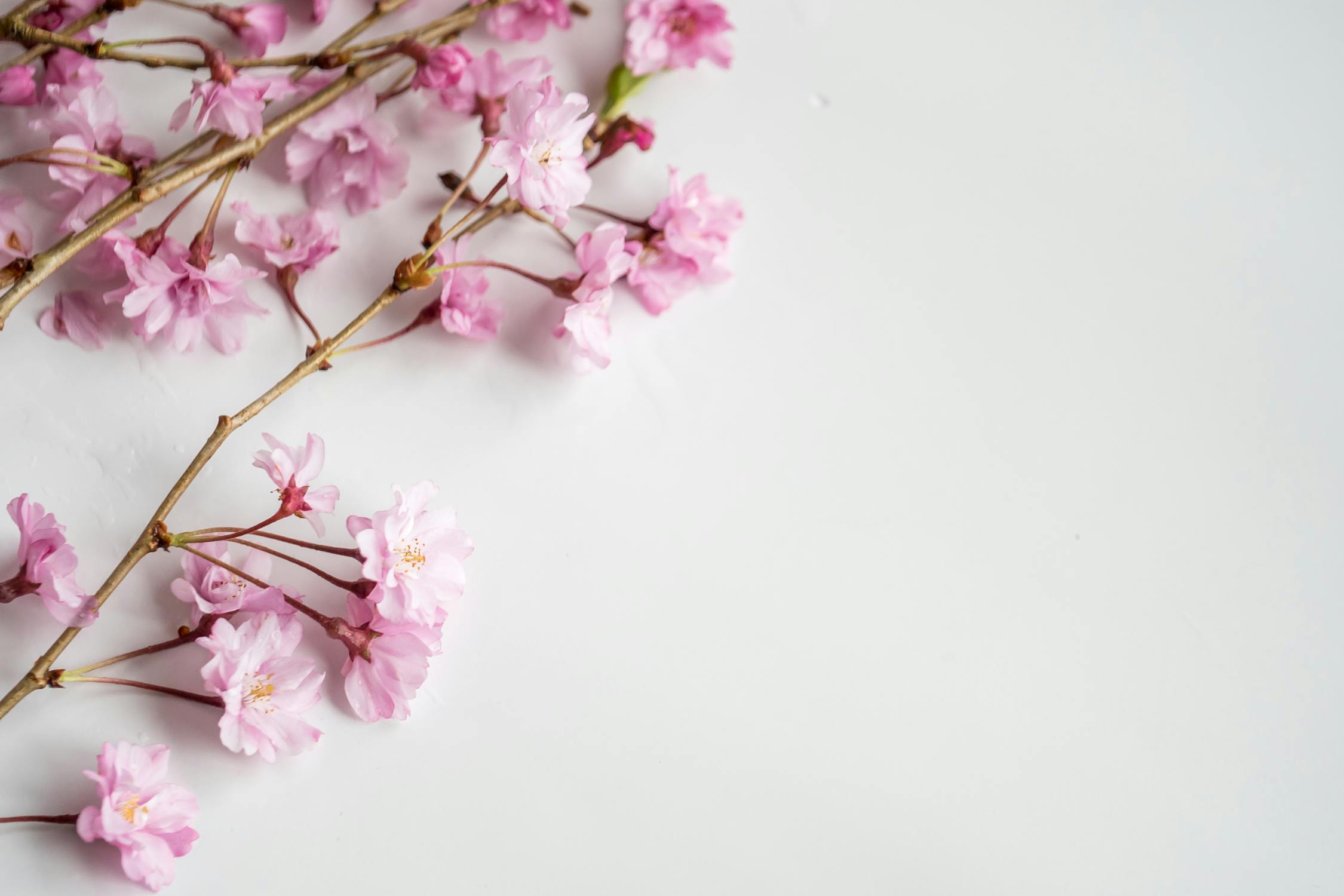 Bunch of tender pink cherry flowers on white background · Free Stock Photo