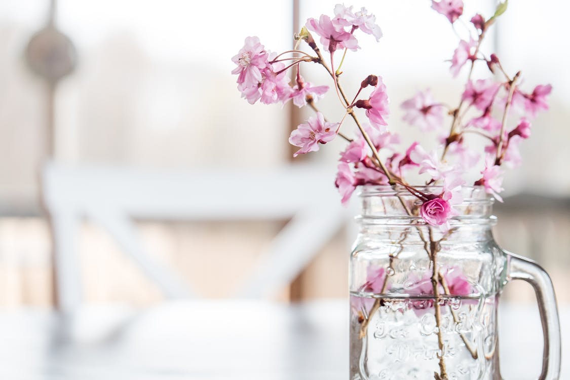 Free Bunch of fresh cherry tree twigs with blooming fragrant flowers of pink color placed in cut glass vase in blurred dining room Stock Photo
