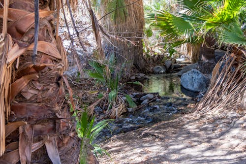 Free stock photo of desert, desert stream, palm