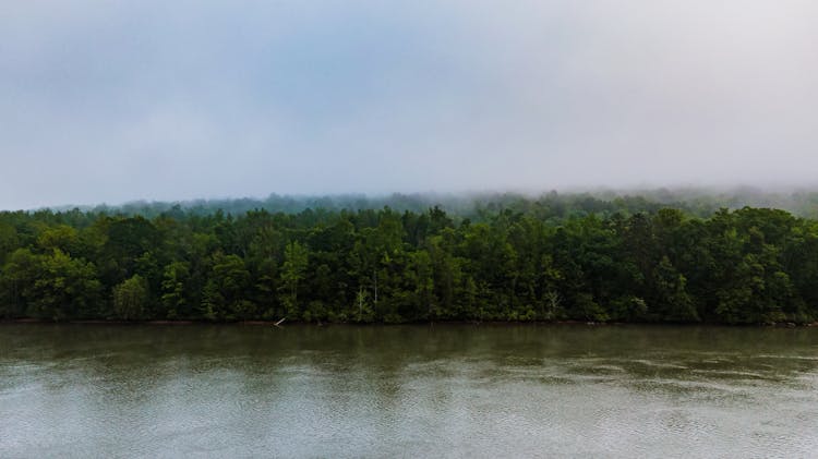 Green Forest On River Shore During Rain