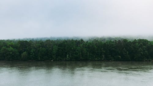 Thick mixed woodland expanded on vast river shore during rain on overcast day