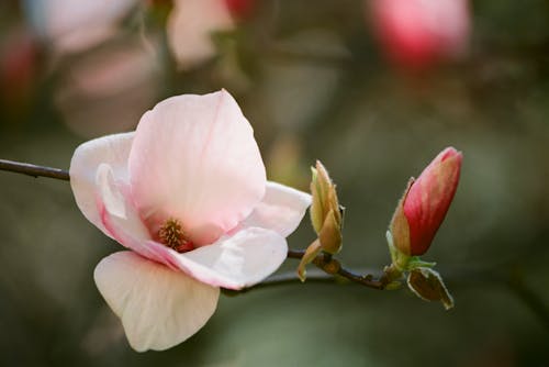Free Close-up of Pink Blossom and Bud Stock Photo