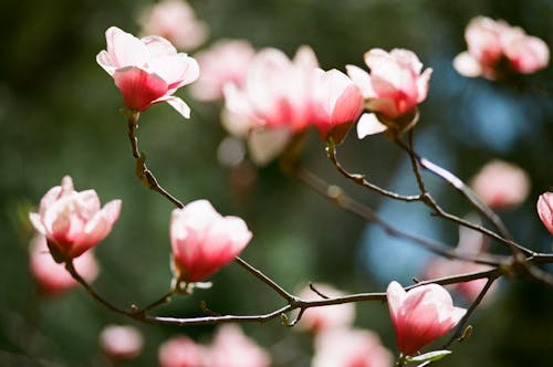 Blossoms on Branches