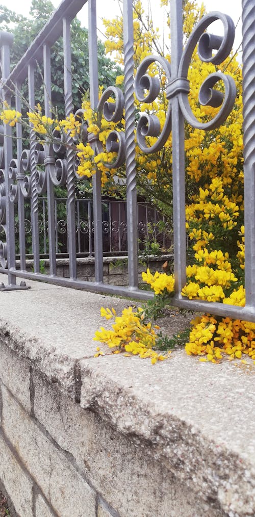 Free stock photo of fence, flower