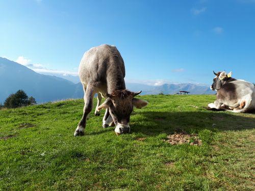 Free Lush green lawn high in mountains with gray local cows pasturing in bright sunlight Stock Photo