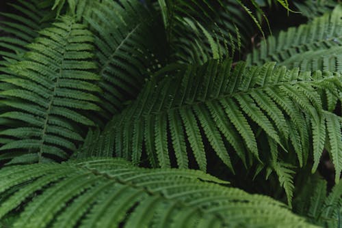 Tropical Leaves in Close-up View