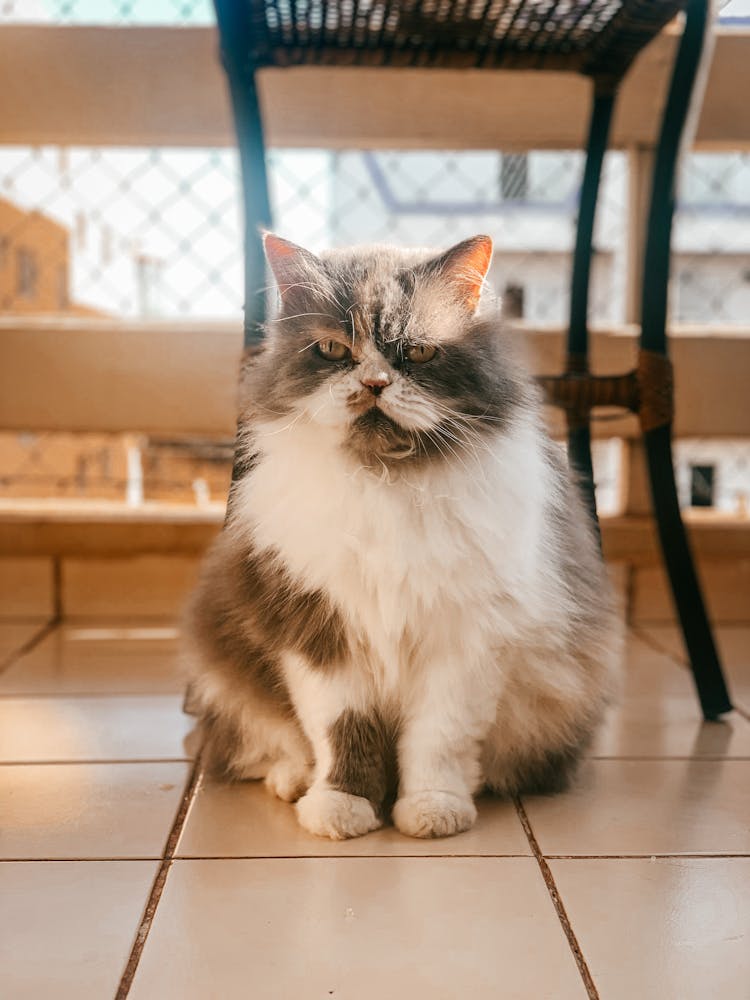 Persian Cat Sitting On The Floor