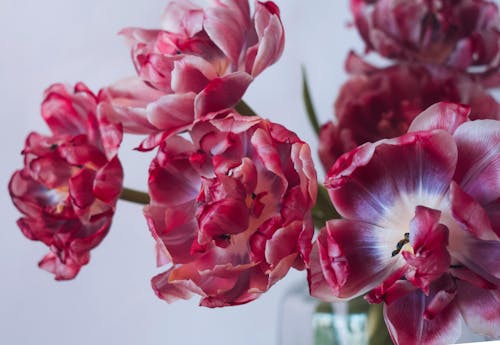 Colorful red blossoming flowers with delicate rounded petals in glass vase near white wall at home