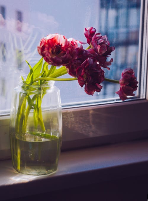 Bright red blooming flowers on thin stems in water in transparent vase near window in apartment