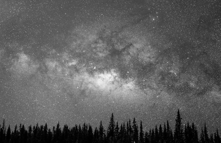 Starry Sky Above Forest With Coniferous Trees