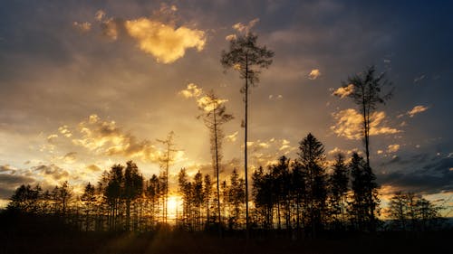 From below of high trees on thin trunks under colorful sky with clouds at sundown in twilight