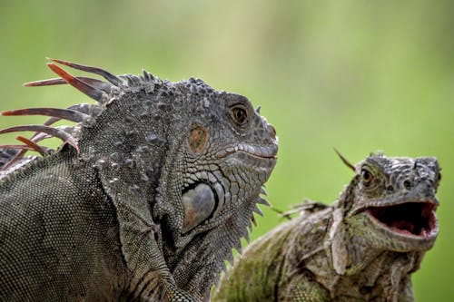 Selective Focus Photo of Two Iguanas