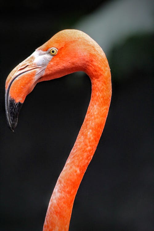 Free Pink Flamingo in Close-Up Photography Stock Photo