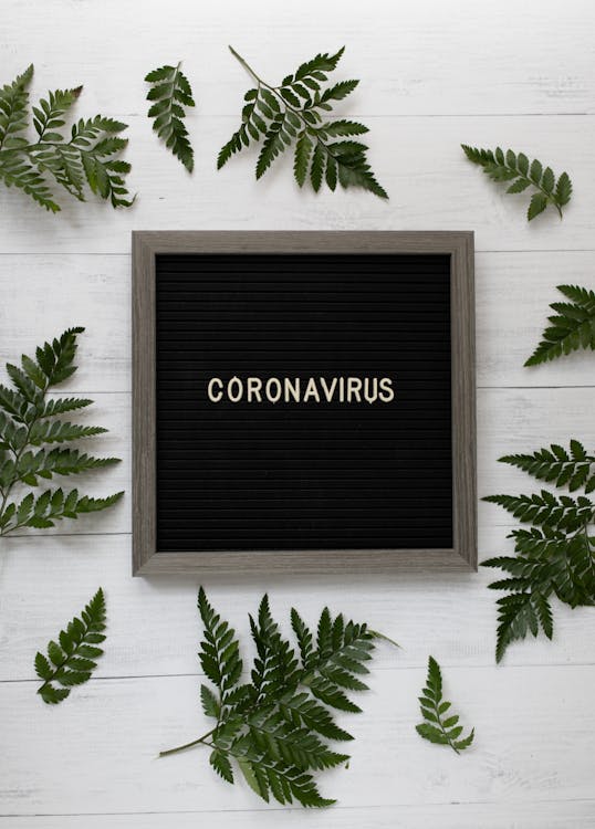 Top view of square shaped blackboard in wooden frame with CORONAVIRUS title near green spiky leaves on wooden surface