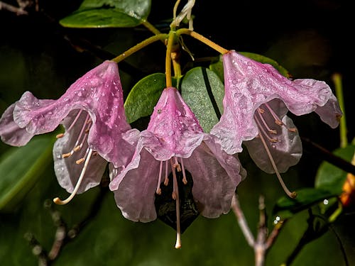 blüten 的 免費圖庫相片