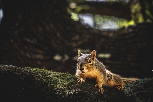 Cute little squirrel sitting on tree on moss in forest in sunny day
